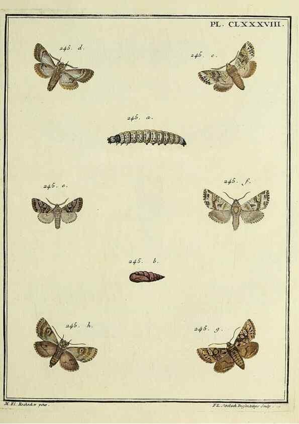 Reproducción/Reproduction 35053540473: Papillons d'Europe, peints d'après nature /. A Paris :Chez P.M. Delaguette, imprimeur-libraire ... ;1779-1792 [i.e. 1793]