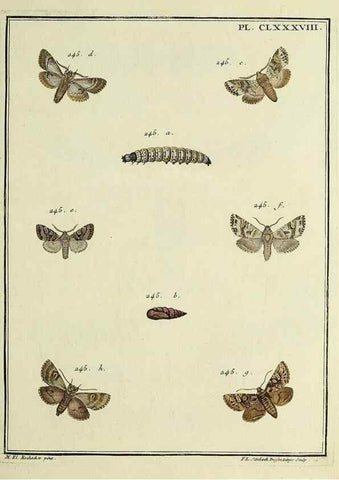 Reproducción/Reproduction 35053540473: Papillons d'Europe, peints d'après nature /. A Paris :Chez P.M. Delaguette, imprimeur-libraire ... ;1779-1792 [i.e. 1793]