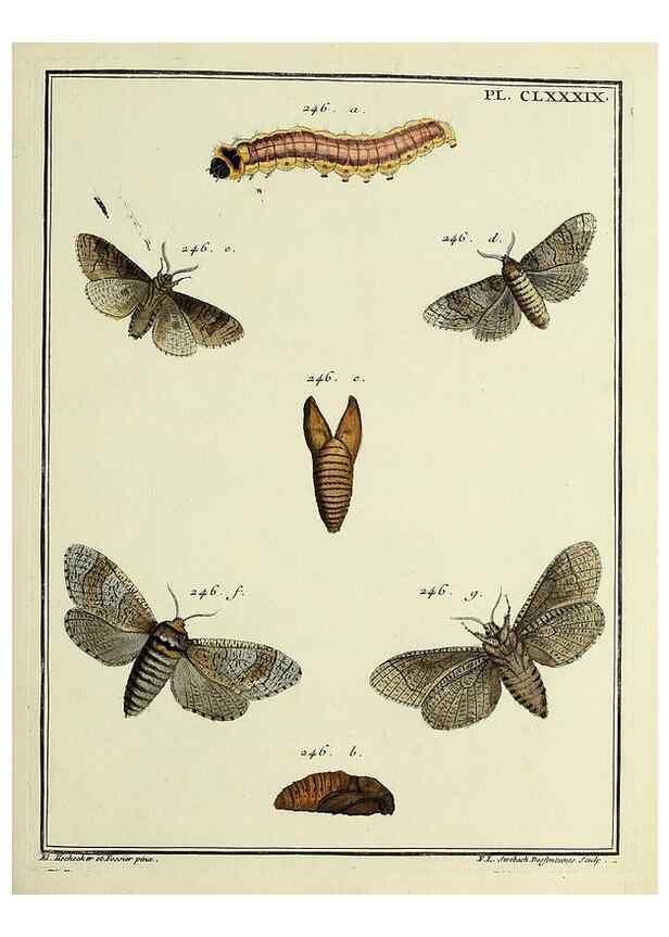 Reproducción/Reproduction 35053542593: Papillons d'Europe, peints d'après nature /. A Paris :Chez P.M. Delaguette, imprimeur-libraire ... ;1779-1792 [i.e. 1793]