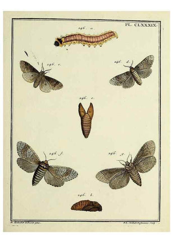 Reproducción/Reproduction 35053542593: Papillons d'Europe, peints d'après nature /. A Paris :Chez P.M. Delaguette, imprimeur-libraire ... ;1779-1792 [i.e. 1793]