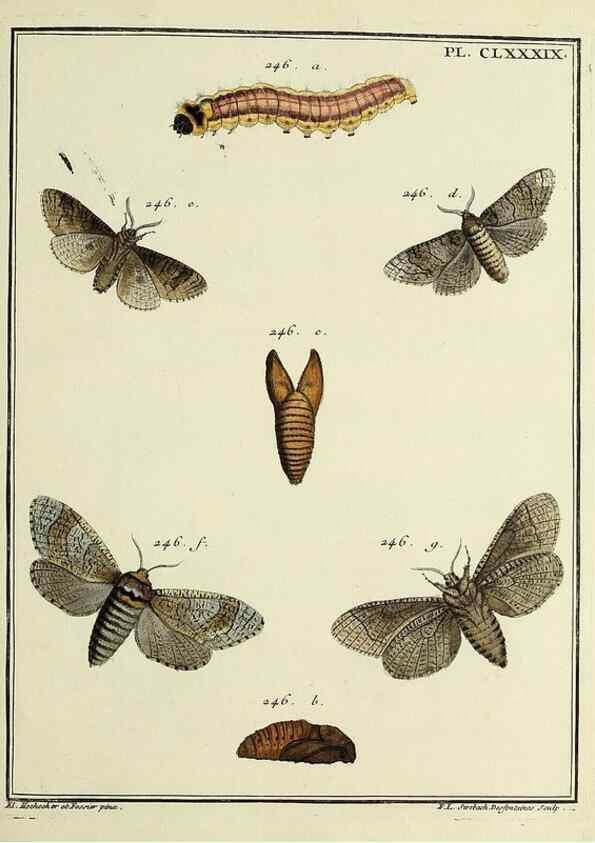 Reproducción/Reproduction 35053542593: Papillons d'Europe, peints d'après nature /. A Paris :Chez P.M. Delaguette, imprimeur-libraire ... ;1779-1792 [i.e. 1793]