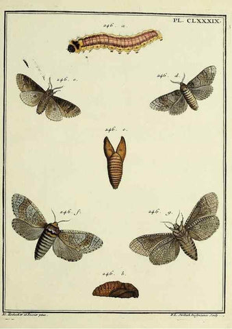 Reproducción/Reproduction 35053542593: Papillons d'Europe, peints d'après nature /. A Paris :Chez P.M. Delaguette, imprimeur-libraire ... ;1779-1792 [i.e. 1793]