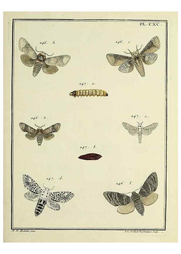 Reproducción/Reproduction 35053544703: Papillons d'Europe, peints d'après nature /. A Paris :Chez P.M. Delaguette, imprimeur-libraire ... ;1779-1792 [i.e. 1793]