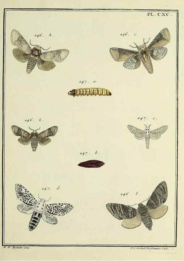 Reproducción/Reproduction 35053544703: Papillons d'Europe, peints d'après nature /. A Paris :Chez P.M. Delaguette, imprimeur-libraire ... ;1779-1792 [i.e. 1793]