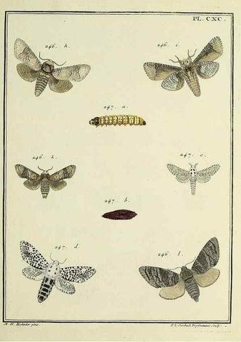 Reproducción/Reproduction 35053544703: Papillons d'Europe, peints d'après nature /. A Paris :Chez P.M. Delaguette, imprimeur-libraire ... ;1779-1792 [i.e. 1793]