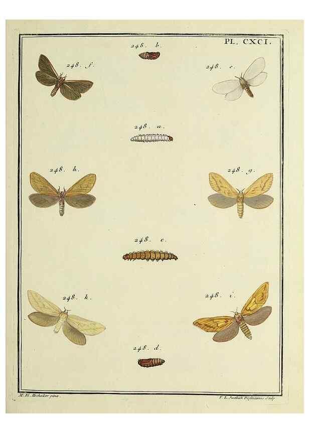 Reproducción/Reproduction 35023049684: Papillons d'Europe, peints d'après nature /. A Paris :Chez P.M. Delaguette, imprimeur-libraire ... ;1779-1792 [i.e. 1793]