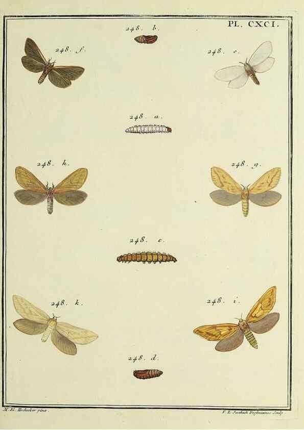 Reproducción/Reproduction 35023049684: Papillons d'Europe, peints d'après nature /. A Paris :Chez P.M. Delaguette, imprimeur-libraire ... ;1779-1792 [i.e. 1793]