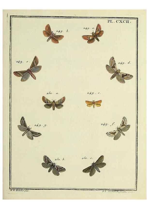 Reproducción/Reproduction 35023056444: Papillons d'Europe, peints d'après nature /. A Paris :Chez P.M. Delaguette, imprimeur-libraire ... ;1779-1792 [i.e. 1793]