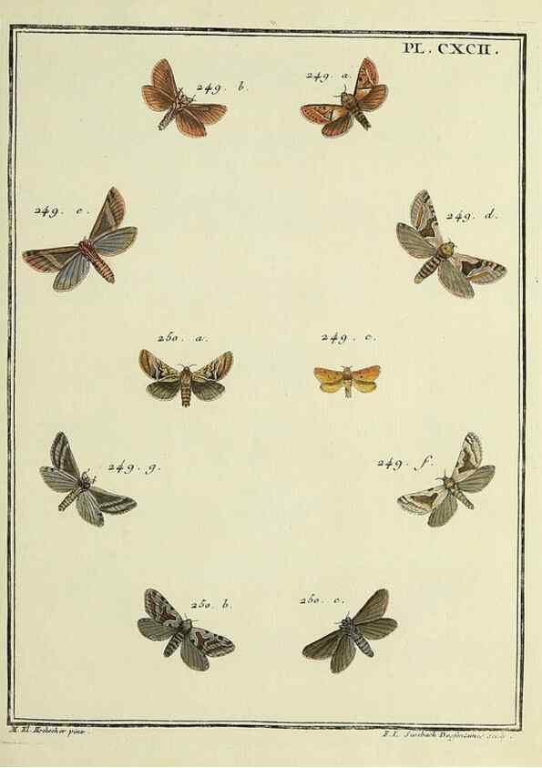 Reproducción/Reproduction 35023056444: Papillons d'Europe, peints d'après nature /. A Paris :Chez P.M. Delaguette, imprimeur-libraire ... ;1779-1792 [i.e. 1793]