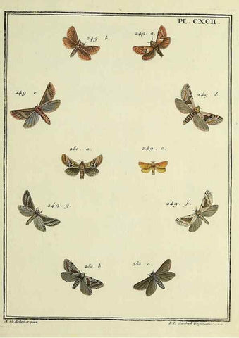 Reproducción/Reproduction 35023056444: Papillons d'Europe, peints d'après nature /. A Paris :Chez P.M. Delaguette, imprimeur-libraire ... ;1779-1792 [i.e. 1793]