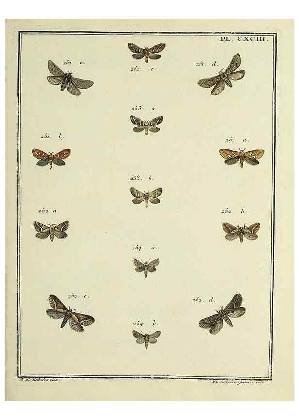 Reproducción/Reproduction 35023060734: Papillons d'Europe, peints d'après nature /. A Paris :Chez P.M. Delaguette, imprimeur-libraire ... ;1779-1792 [i.e. 1793]