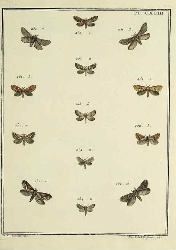 Reproducción/Reproduction 35023060734: Papillons d'Europe, peints d'après nature /. A Paris :Chez P.M. Delaguette, imprimeur-libraire ... ;1779-1792 [i.e. 1793]