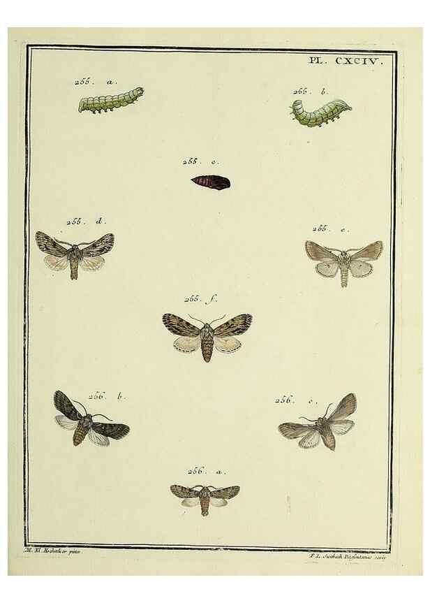 Reproducción/Reproduction 35023065054: Papillons d'Europe, peints d'après nature /. A Paris :Chez P.M. Delaguette, imprimeur-libraire ... ;1779-1792 [i.e. 1793]