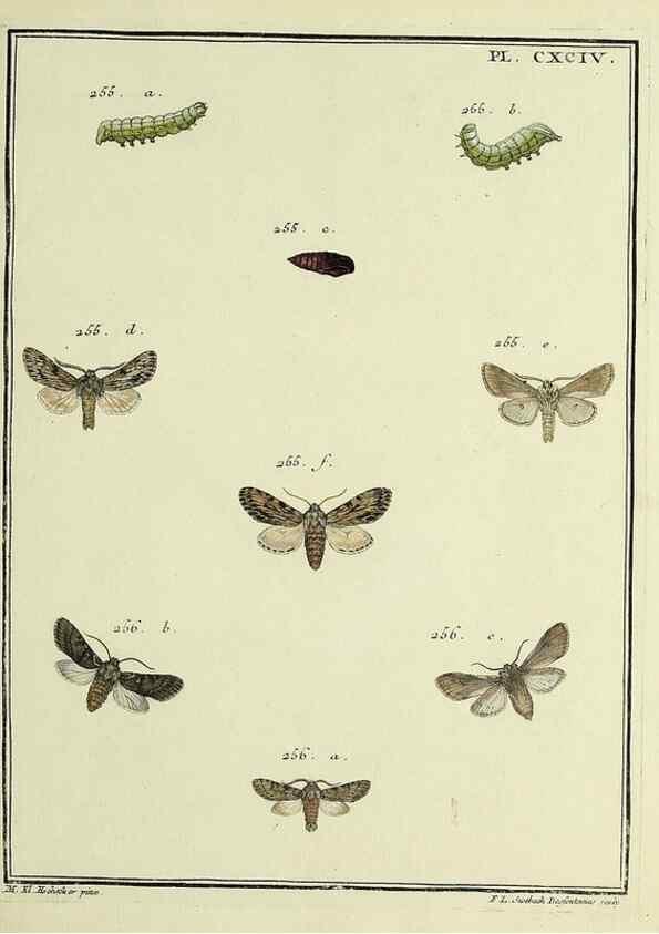 Reproducción/Reproduction 35023065054: Papillons d'Europe, peints d'après nature /. A Paris :Chez P.M. Delaguette, imprimeur-libraire ... ;1779-1792 [i.e. 1793]