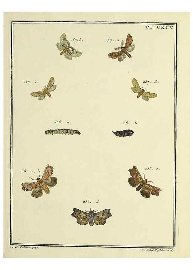 Reproducción/Reproduction 35023069184: Papillons d'Europe, peints d'après nature /. A Paris :Chez P.M. Delaguette, imprimeur-libraire ... ;1779-1792 [i.e. 1793]