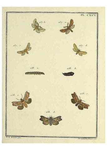 Reproducción/Reproduction 35023069184: Papillons d'Europe, peints d'après nature /. A Paris :Chez P.M. Delaguette, imprimeur-libraire ... ;1779-1792 [i.e. 1793]