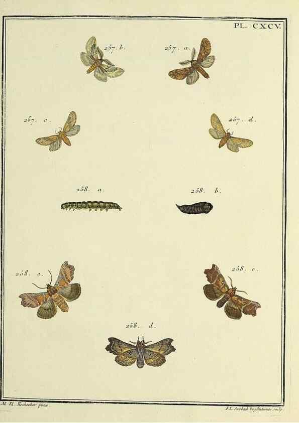Reproducción/Reproduction 35023069184: Papillons d'Europe, peints d'après nature /. A Paris :Chez P.M. Delaguette, imprimeur-libraire ... ;1779-1792 [i.e. 1793]