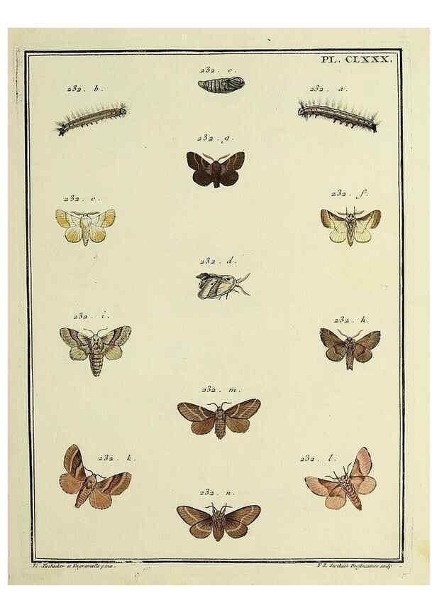 Reproducción/Reproduction 35822137356: Papillons d'Europe, peints d'après nature /. A Paris :Chez P.M. Delaguette, imprimeur-libraire ... ;1779-1792 [i.e. 1793]