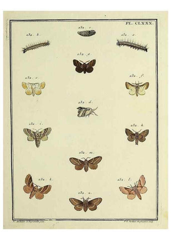 Reproducción/Reproduction 35822137356: Papillons d'Europe, peints d'après nature /. A Paris :Chez P.M. Delaguette, imprimeur-libraire ... ;1779-1792 [i.e. 1793]