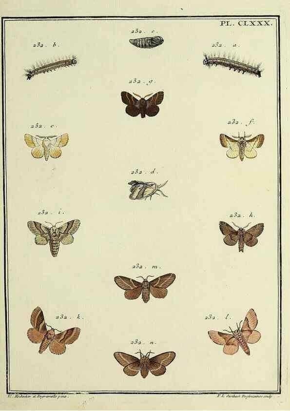 Reproducción/Reproduction 35822137356: Papillons d'Europe, peints d'après nature /. A Paris :Chez P.M. Delaguette, imprimeur-libraire ... ;1779-1792 [i.e. 1793]