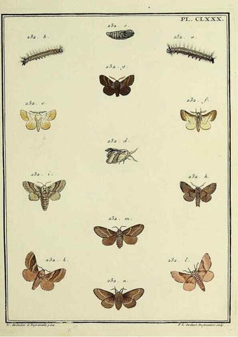 Reproducción/Reproduction 35822137356: Papillons d'Europe, peints d'après nature /. A Paris :Chez P.M. Delaguette, imprimeur-libraire ... ;1779-1792 [i.e. 1793]