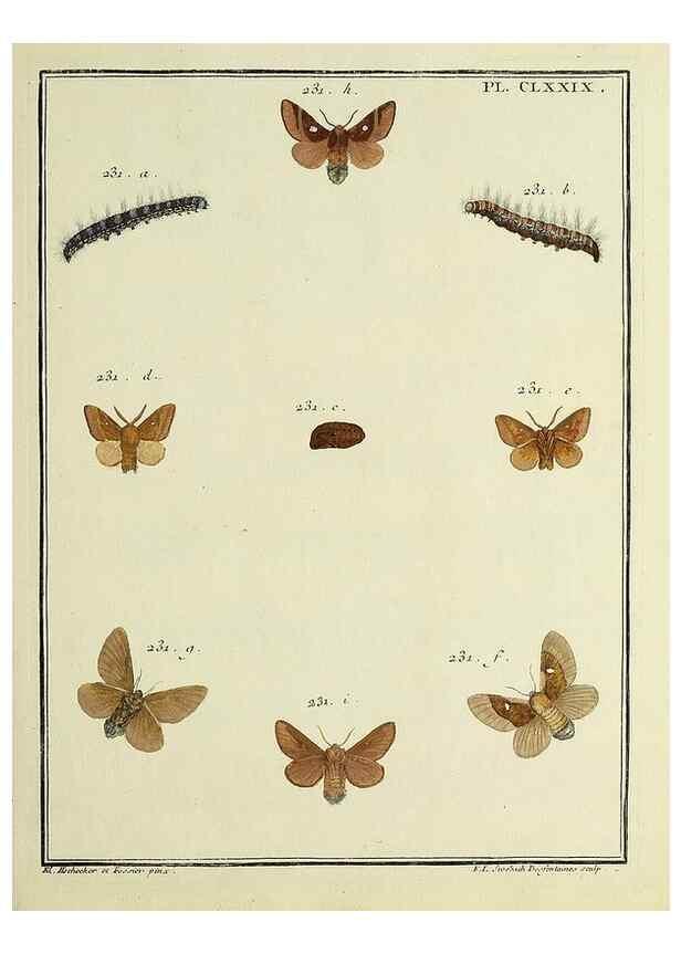 Reproducción/Reproduction 35023018084: Papillons d'Europe, peints d'après nature /. A Paris :Chez P.M. Delaguette, imprimeur-libraire ... ;1779-1792 [i.e. 1793]