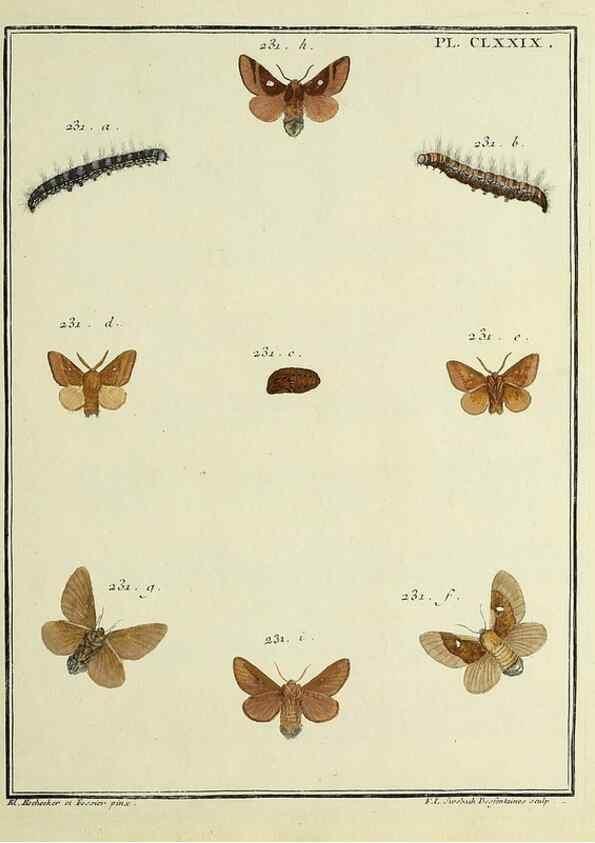 Reproducción/Reproduction 35023018084: Papillons d'Europe, peints d'après nature /. A Paris :Chez P.M. Delaguette, imprimeur-libraire ... ;1779-1792 [i.e. 1793]