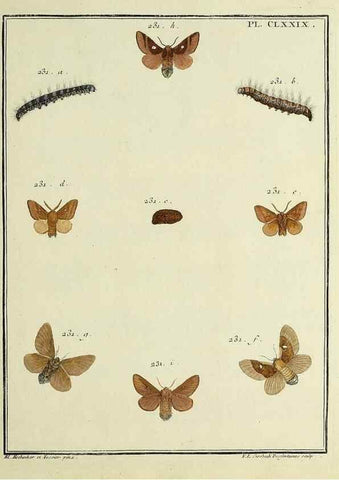 Reproducción/Reproduction 35023018084: Papillons d'Europe, peints d'après nature /. A Paris :Chez P.M. Delaguette, imprimeur-libraire ... ;1779-1792 [i.e. 1793]
