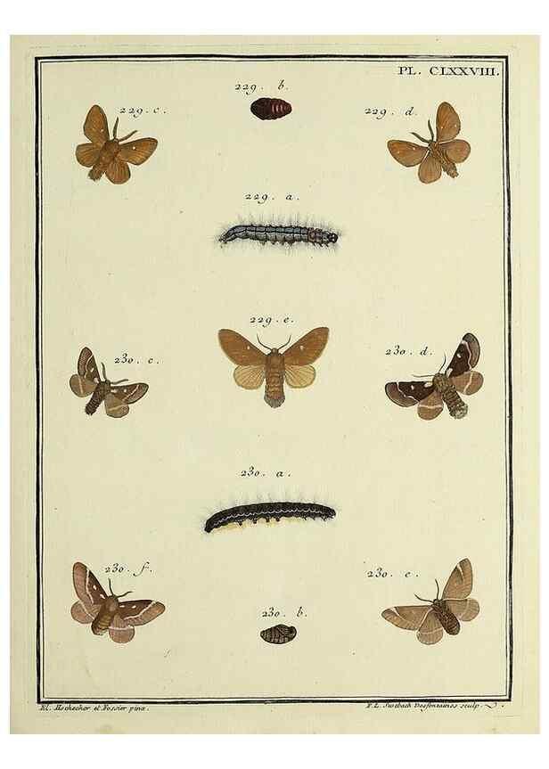Reproducción/Reproduction 35023015954: Papillons d'Europe, peints d'après nature /. A Paris :Chez P.M. Delaguette, imprimeur-libraire ... ;1779-1792 [i.e. 1793]