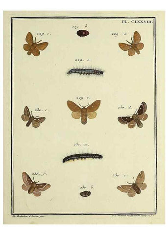 Reproducción/Reproduction 35023015954: Papillons d'Europe, peints d'après nature /. A Paris :Chez P.M. Delaguette, imprimeur-libraire ... ;1779-1792 [i.e. 1793]
