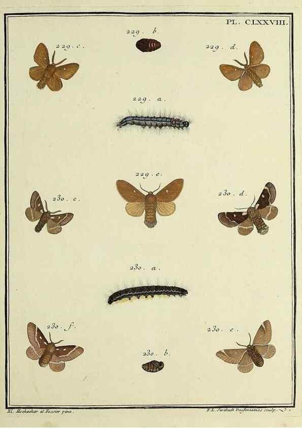 Reproducción/Reproduction 35023015954: Papillons d'Europe, peints d'après nature /. A Paris :Chez P.M. Delaguette, imprimeur-libraire ... ;1779-1792 [i.e. 1793]