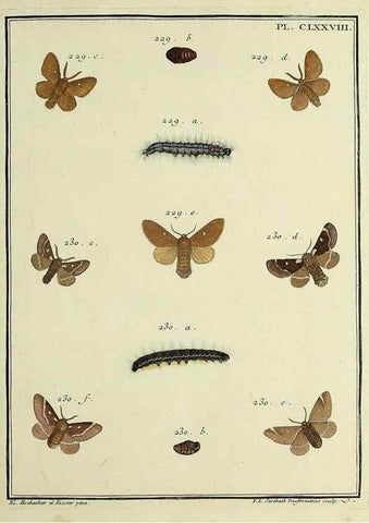 Reproducción/Reproduction 35023015954: Papillons d'Europe, peints d'après nature /. A Paris :Chez P.M. Delaguette, imprimeur-libraire ... ;1779-1792 [i.e. 1793]
