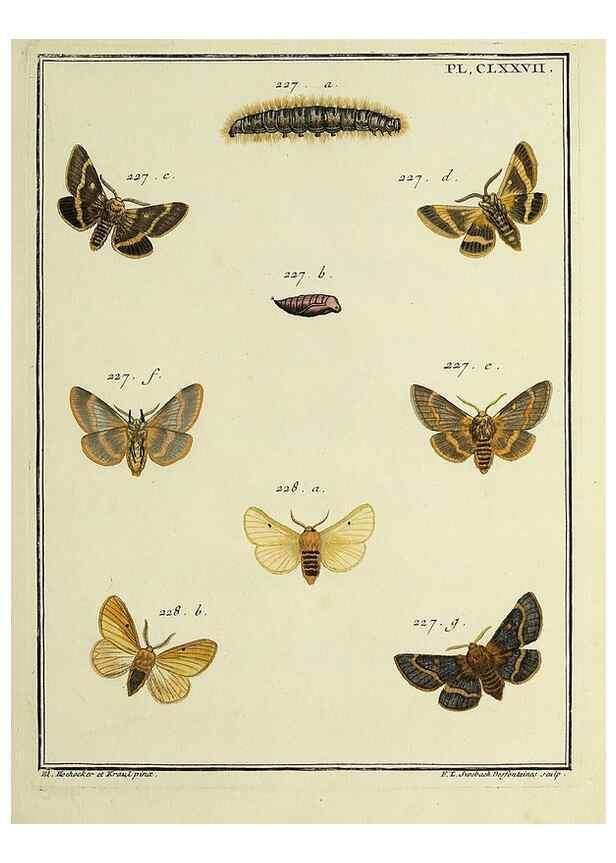 Reproducción/Reproduction 35023013364: Papillons d'Europe, peints d'après nature /. A Paris :Chez P.M. Delaguette, imprimeur-libraire ... ;1779-1792 [i.e. 1793]