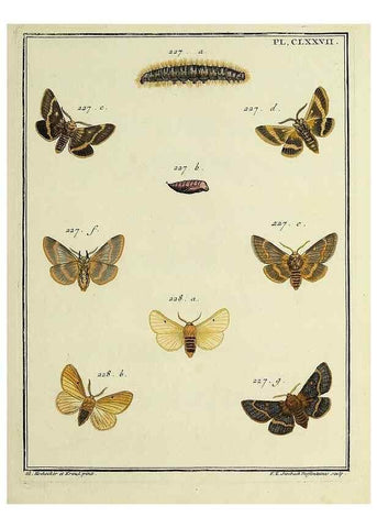 Reproducción/Reproduction 35023013364: Papillons d'Europe, peints d'après nature /. A Paris :Chez P.M. Delaguette, imprimeur-libraire ... ;1779-1792 [i.e. 1793]