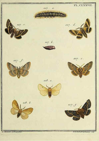 Reproducción/Reproduction 35023013364: Papillons d'Europe, peints d'après nature /. A Paris :Chez P.M. Delaguette, imprimeur-libraire ... ;1779-1792 [i.e. 1793]