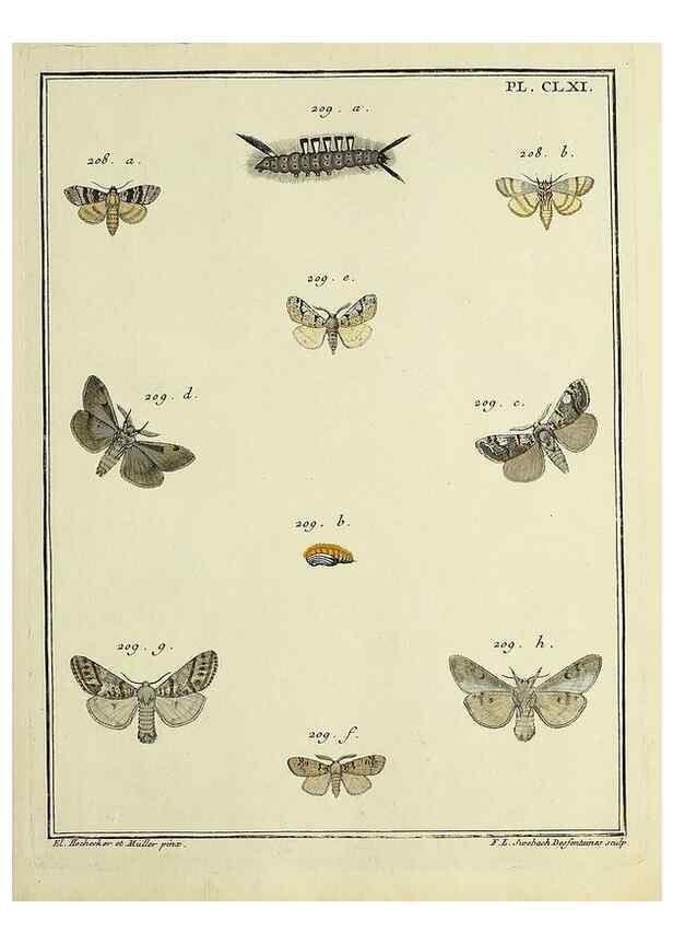 Reproducción/Reproduction 35693576472: Papillons d'Europe, peints d'après nature /. A Paris :Chez P.M. Delaguette, imprimeur-libraire ... ;1779-1792 [i.e. 1793]