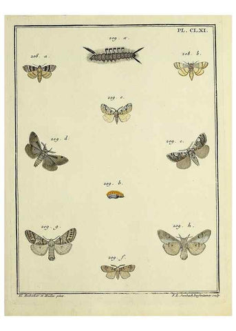 Reproducción/Reproduction 35693576472: Papillons d'Europe, peints d'après nature /. A Paris :Chez P.M. Delaguette, imprimeur-libraire ... ;1779-1792 [i.e. 1793]