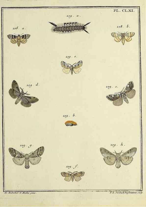 Reproducción/Reproduction 35693576472: Papillons d'Europe, peints d'après nature /. A Paris :Chez P.M. Delaguette, imprimeur-libraire ... ;1779-1792 [i.e. 1793]