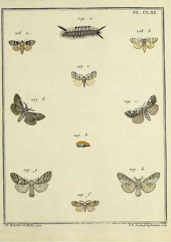 Reproducción/Reproduction 35693576472: Papillons d'Europe, peints d'après nature /. A Paris :Chez P.M. Delaguette, imprimeur-libraire ... ;1779-1792 [i.e. 1793]