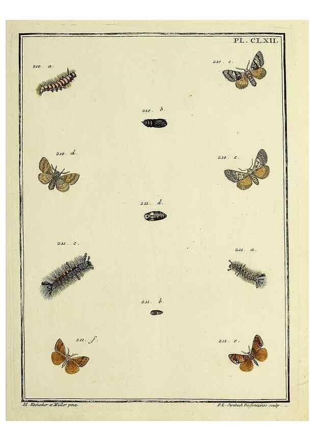 Reproducción/Reproduction 35693578042: Papillons d'Europe, peints d'après nature /. A Paris :Chez P.M. Delaguette, imprimeur-libraire ... ;1779-1792 [i.e. 1793]