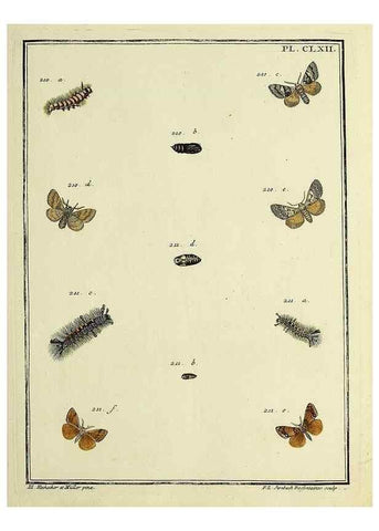 Reproducción/Reproduction 35693578042: Papillons d'Europe, peints d'après nature /. A Paris :Chez P.M. Delaguette, imprimeur-libraire ... ;1779-1792 [i.e. 1793]