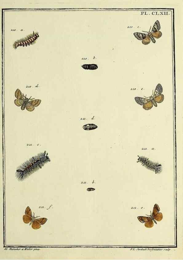 Reproducción/Reproduction 35693578042: Papillons d'Europe, peints d'après nature /. A Paris :Chez P.M. Delaguette, imprimeur-libraire ... ;1779-1792 [i.e. 1793]
