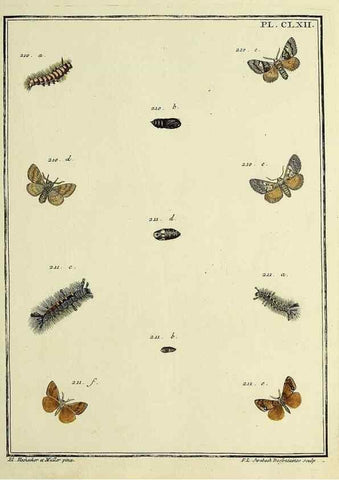 Reproducción/Reproduction 35693578042: Papillons d'Europe, peints d'après nature /. A Paris :Chez P.M. Delaguette, imprimeur-libraire ... ;1779-1792 [i.e. 1793]