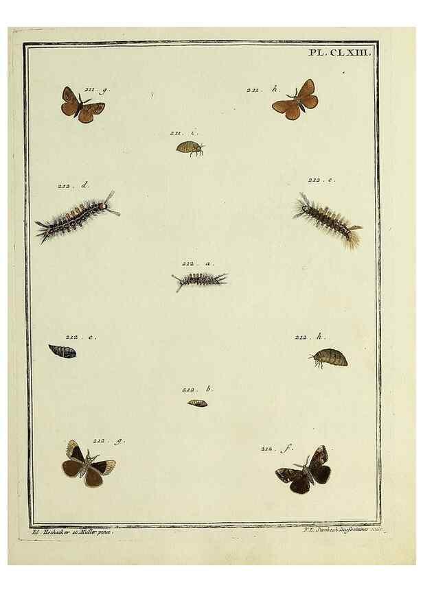 Reproducción/Reproduction 35862796545: Papillons d'Europe, peints d'après nature /. A Paris :Chez P.M. Delaguette, imprimeur-libraire ... ;1779-1792 [i.e. 1793]