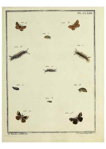 Reproducción/Reproduction 35862796545: Papillons d'Europe, peints d'après nature /. A Paris :Chez P.M. Delaguette, imprimeur-libraire ... ;1779-1792 [i.e. 1793]