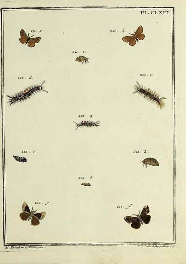 Reproducción/Reproduction 35862796545: Papillons d'Europe, peints d'après nature /. A Paris :Chez P.M. Delaguette, imprimeur-libraire ... ;1779-1792 [i.e. 1793]