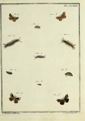 Reproducción/Reproduction 35862796545: Papillons d'Europe, peints d'après nature /. A Paris :Chez P.M. Delaguette, imprimeur-libraire ... ;1779-1792 [i.e. 1793]
