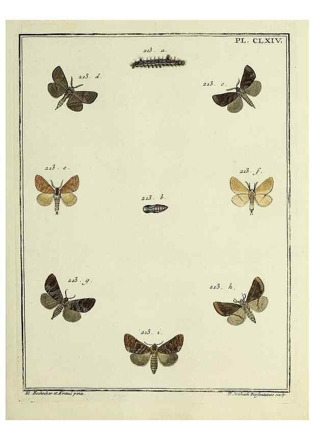 Reproducción/Reproduction 35862797975: Papillons d'Europe, peints d'après nature /. A Paris :Chez P.M. Delaguette, imprimeur-libraire ... ;1779-1792 [i.e. 1793]