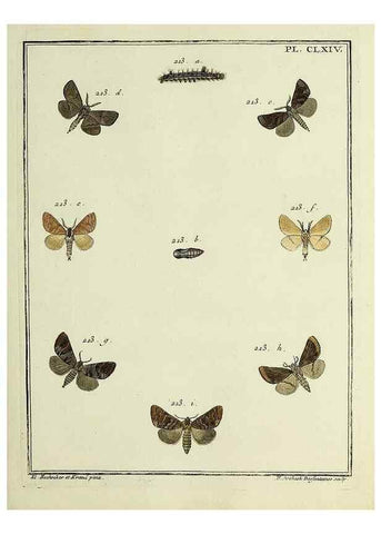 Reproducción/Reproduction 35862797975: Papillons d'Europe, peints d'après nature /. A Paris :Chez P.M. Delaguette, imprimeur-libraire ... ;1779-1792 [i.e. 1793]