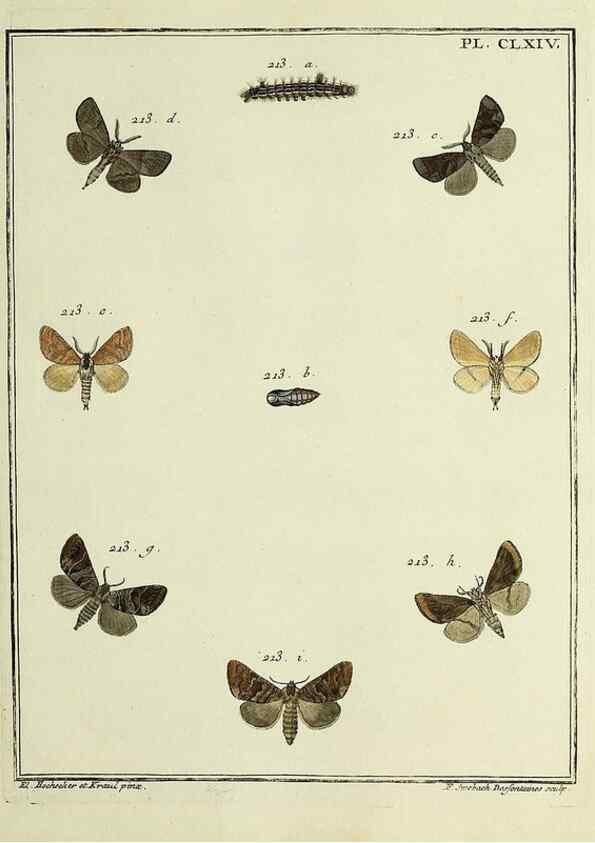 Reproducción/Reproduction 35862797975: Papillons d'Europe, peints d'après nature /. A Paris :Chez P.M. Delaguette, imprimeur-libraire ... ;1779-1792 [i.e. 1793]
